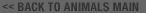 << BACK TO ANIMALS MAIN